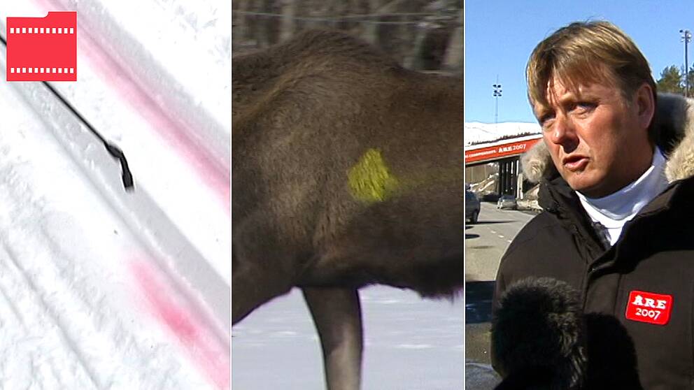 Tre bilder bredvid varandra. Längst till vänster ett skidspår där röd vätska sprutas i spåret. I mitten en älg med en gul paintballfläck på. Längst till höger, Lars Lindqvist, VM-general för alpina VM i Åre 2007.