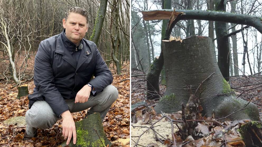 Otto Thott, vd på Skabersjö gods och en bild på ett nedhugget träd.