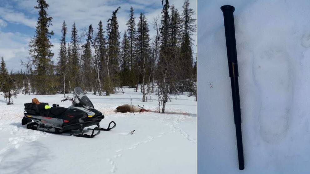 Till vänster en skjuten ren i snön bredvid en snöskoter, till höger ett skospår med en batong som referensobjekt.