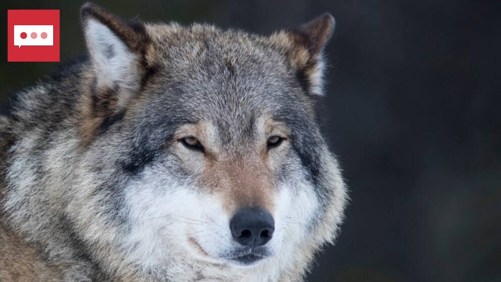 Varg