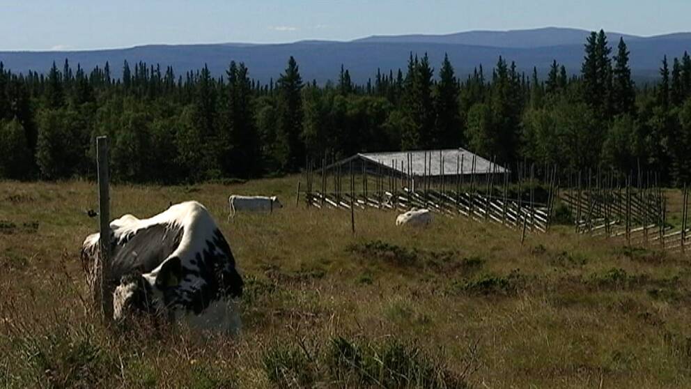 Vy över äng där kor går och betar. I bakgrunden en gärdesgård och fjäll i fjärran.