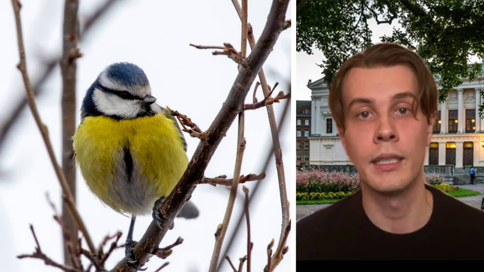 En blåmes i ett träd och doktoranden Johan Kjellberg Jensen