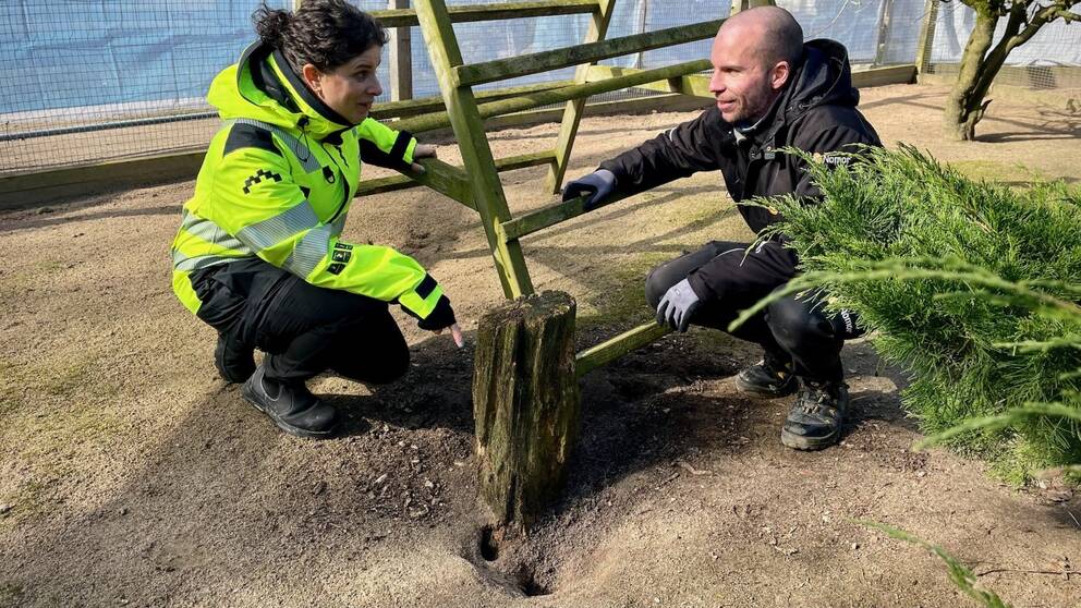 Skadedjurstekniker Simon Olsson och parkingenjören Karina Ekstrand sitter på huk i Ängelholms hembygdspark och diskuterar hur kampen mot råttorna ska föras.