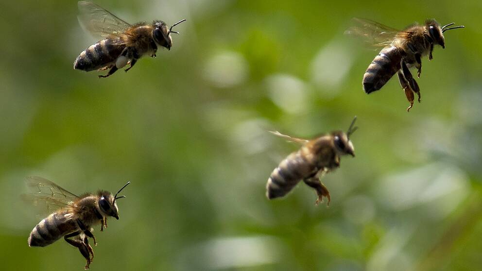 Forskarna hoppas att små robotflugor ska kunna hjälpa till med att pollinera växter och träd i framtiden. Arkivbild på fyra verkliga bin som flyger.