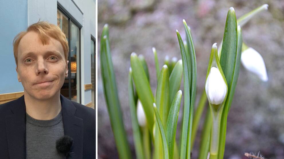 Tvådelad bild: SVT:s meteorolog Marcus Sjöstedt  och snödroppar.