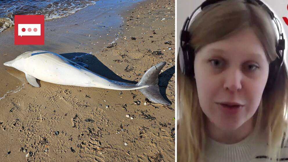 En död strandad delfin på en sandstrand utanför skummeslövsstrand i Laholm. Till höger: Elina Thorsson på Statens veterinärmedicinska anstalt.