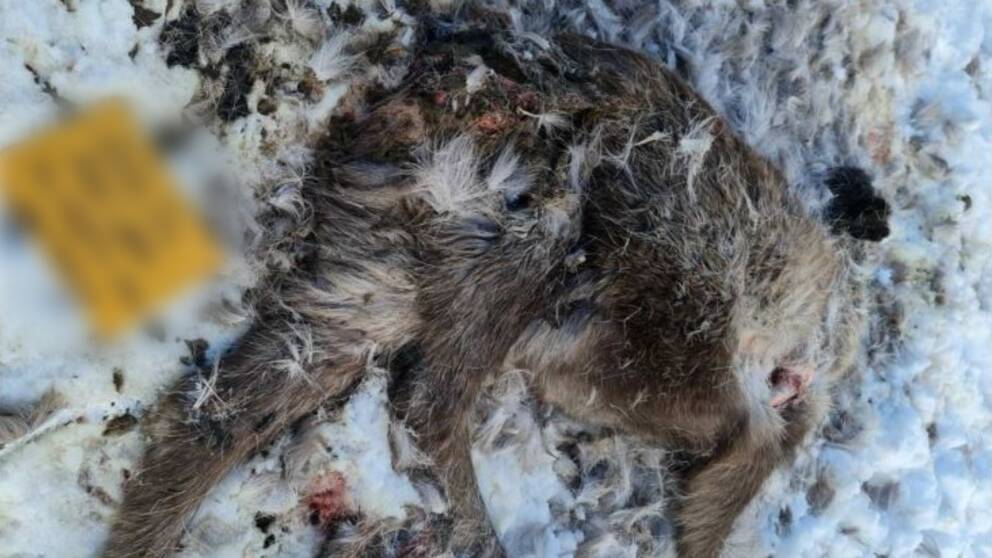 Bild på en död ren i snön.