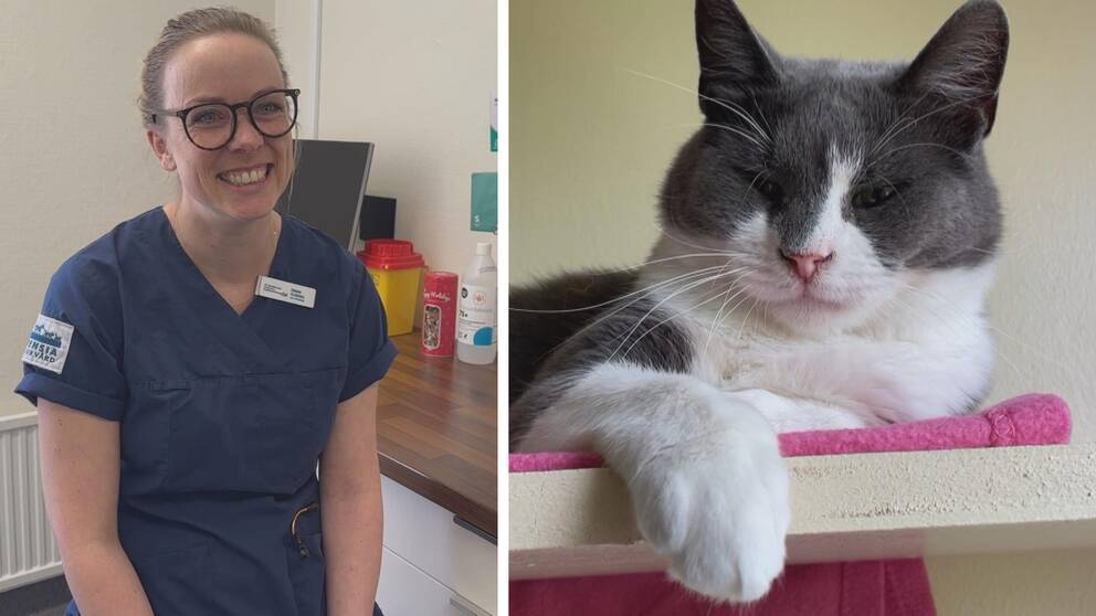 Till vänster ser man veterinären med ett leende på läpparna och till hger ser man en grå-vit liggande katt med tassen utåt.