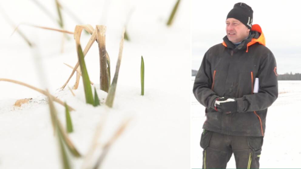 Tvådelad bild: Grödor under snö och Lars Johan Lander, styrelseledamot i LRF Värmland som står på ett snöigt jordbruksfält.