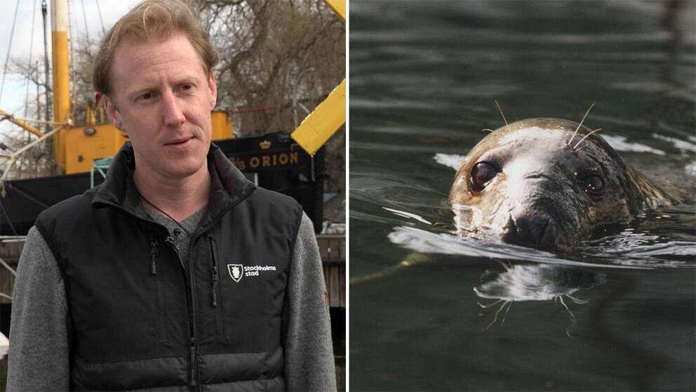 Oliver Karlöf, fiskekonsultent i Stockholms stad, visar hur den självförsörjande sälskrämman fungerar samt en bild på en gråsäl med huvudet ovan vattenytan.