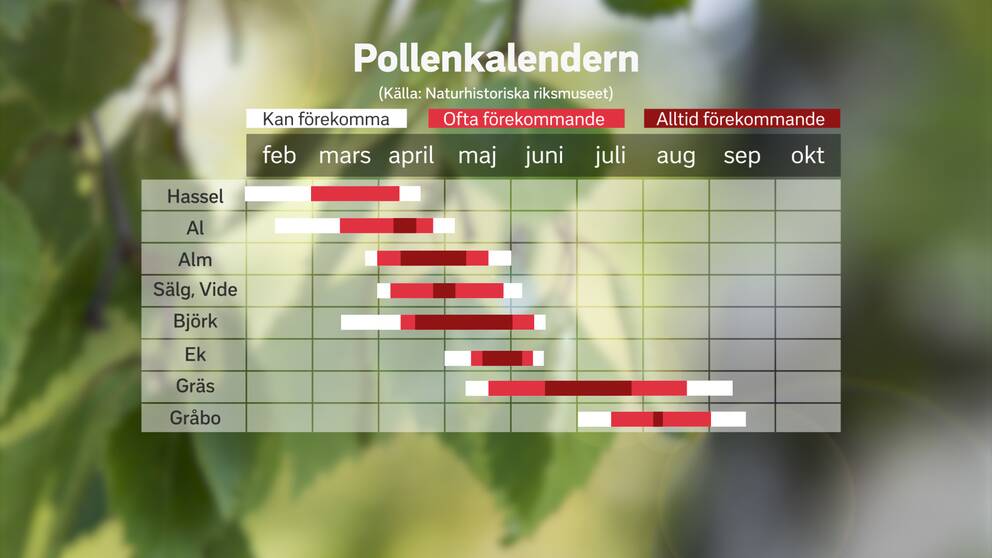 Pollenkalendern SVT Nyheter