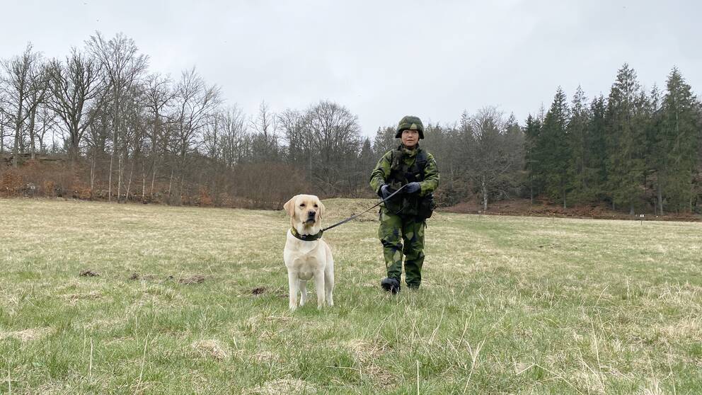 En ljus labrador och en kvinna i militäruniform på en grön gräsmatta framför ett skogsbryn på Rosenholms övningsfält i Karlskrona. Labradoren heter Lexie och kvinnan heter Sofia Wihlstrand och är hundförare i hemvärnet.