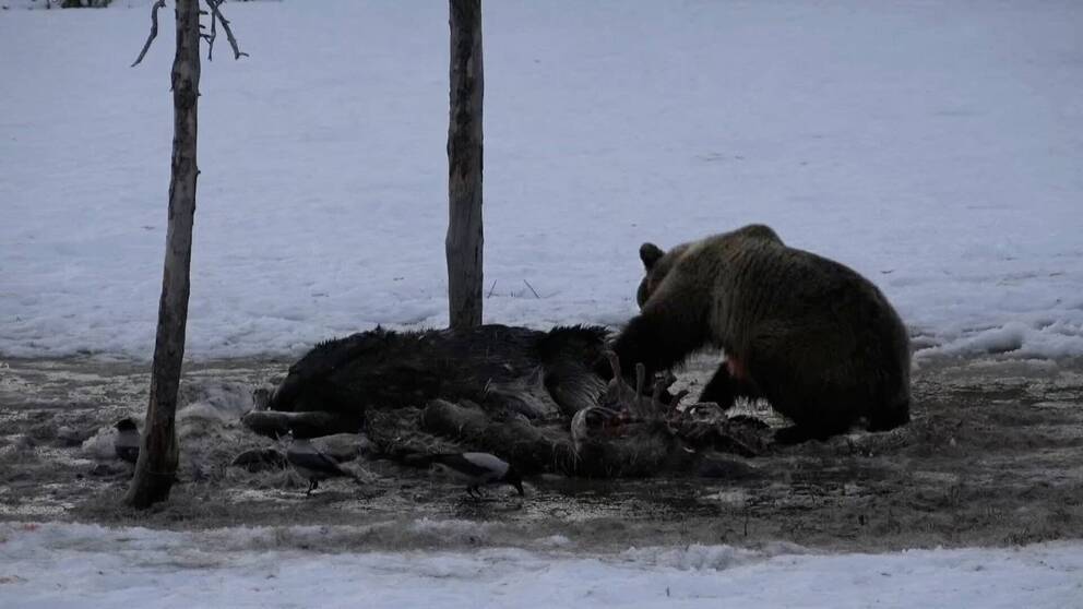 björn som äter på ett dött djur