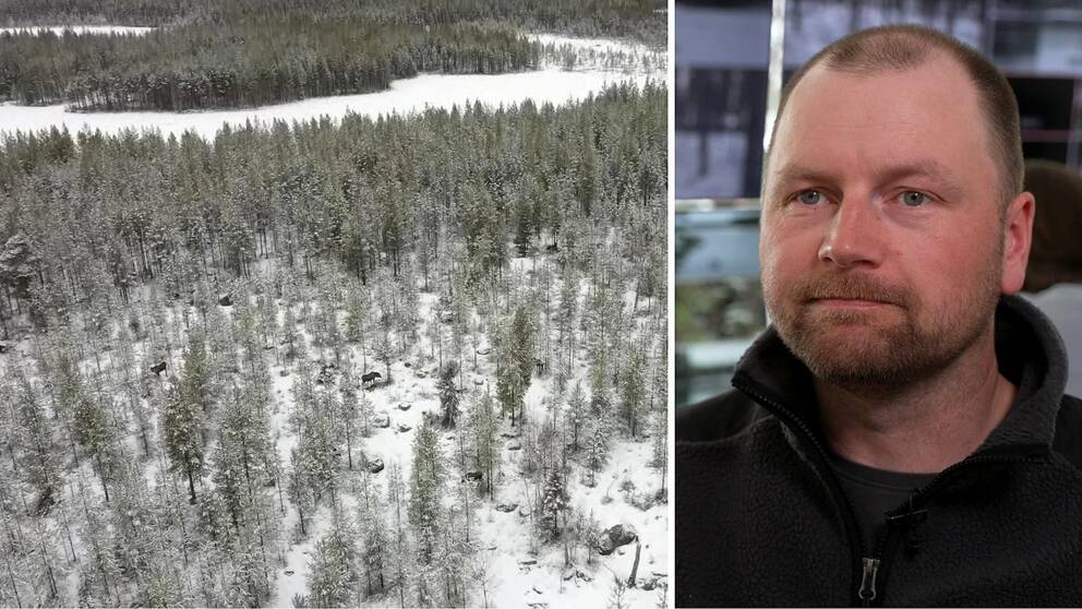 Drönarbilder på älgar / Den stora älgvandringens producent Stefan Edlund.