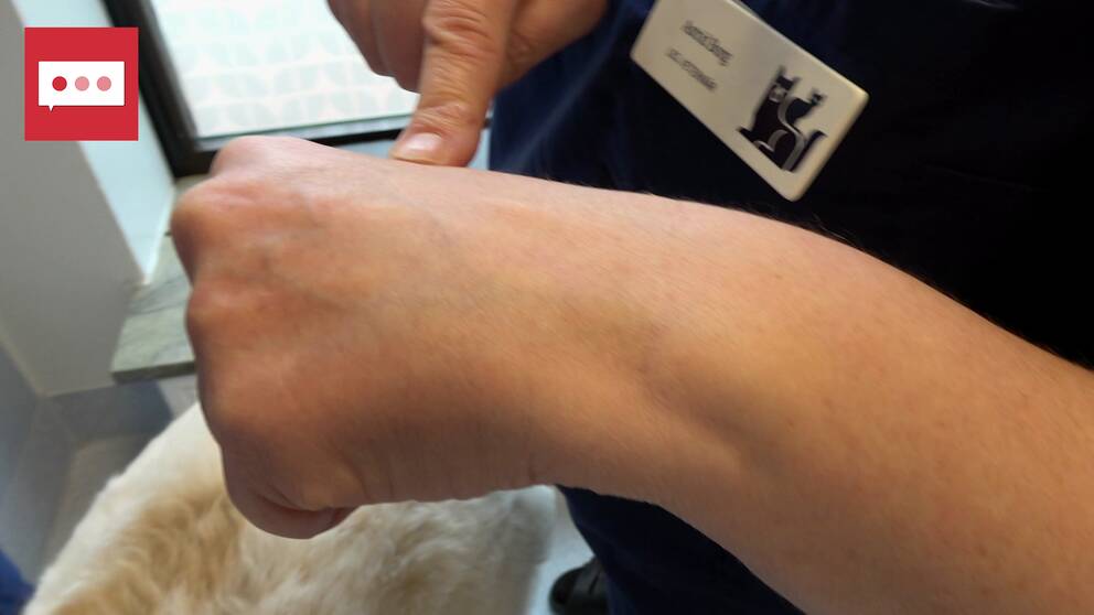 Veterinär Astrid Borg undersöker hunden Pradas och visar ”knogtricket”.