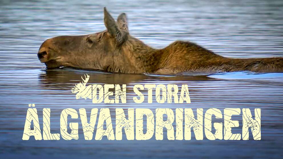 Den stora älgvandringen