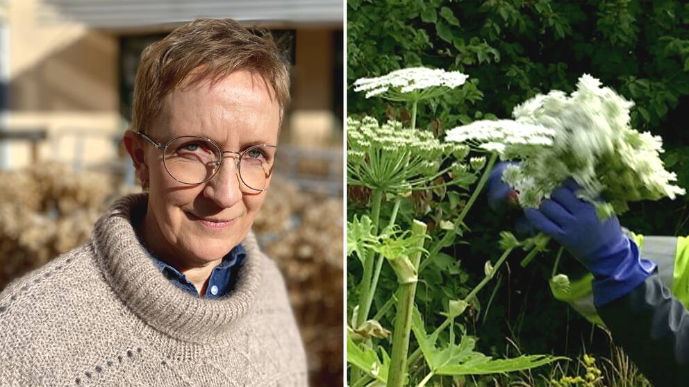 länsstyrelsens Jemt Anna Eriksson och en person som plockar blommor från en jätteloka.