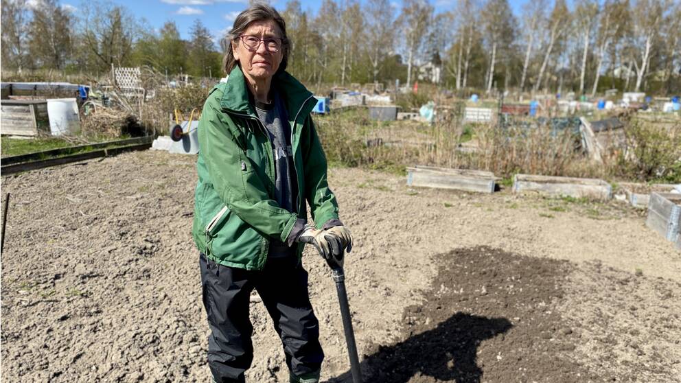 Helena Fridman på Hamre fritidsodlarförening i Västerås