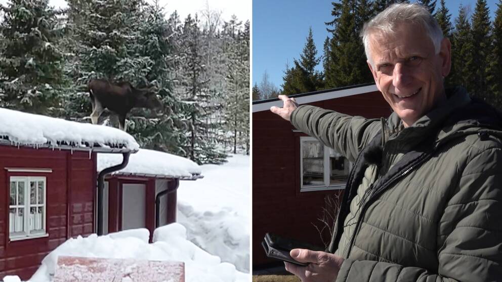 Till vänster står en älg på taket. Till höger ser man Ronny som ser glad ut och pekar mot hustaket.