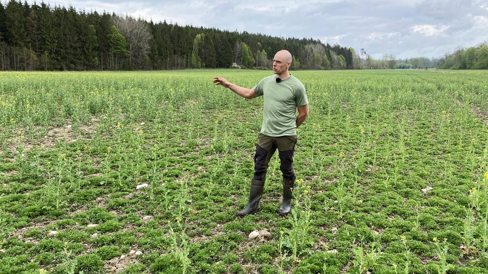 En man som står i ett grönskande rapsfält med glesa plantor. Mannen heter Henrik Thörn och är lanbrukare i Liatorp i Ronneby kommun.