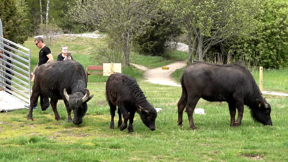 Maud, Sirius Black och Elna ska beta i Björkby-Kyrkvikens naturreservat vid Vallentunsjön hela sommaren.