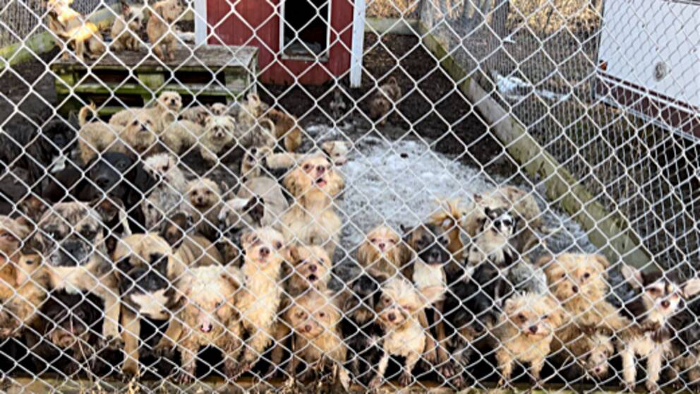 Bild p många hundar i en hundgård. De är av blandade raser och både vuxna hundar och valpar.