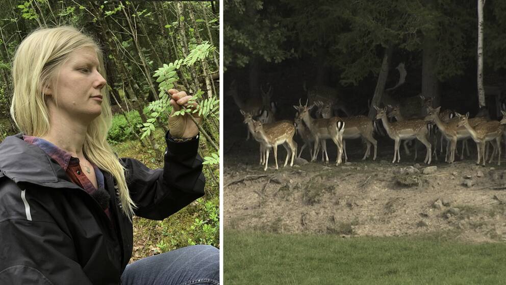 Tvådelad bild där klommunekologen Maria Thyr, i Ängelholms kommun, inspekterar en Rönn som är en av dovhjortarnas favoritföda. Samt tiotalet dovhjortar i skogen på andra bilden.