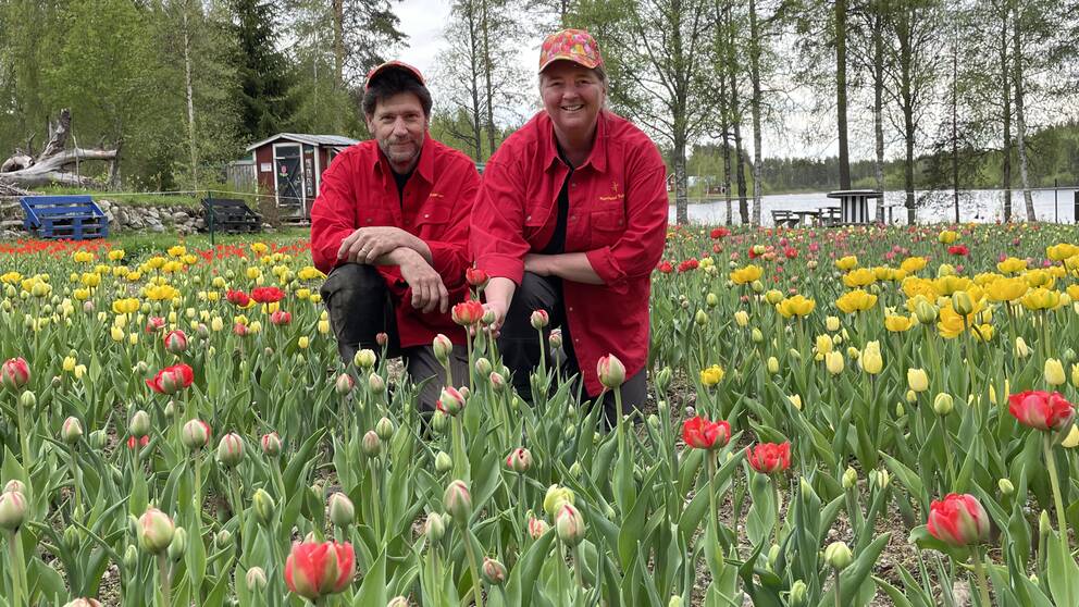 På bilden syns Carolina Visser och hennes man Hasse Sjölund. De sitter på huk i ett hav av tulpaner som håller på att blomma ut. De har röda kläder på sig och röda kepsar. De båda ser glada ut.