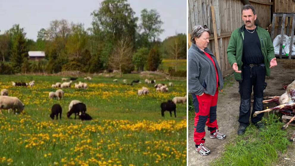Gården i Brismene är med sina 300 tackor en större fårgård med svenska mått mätt.