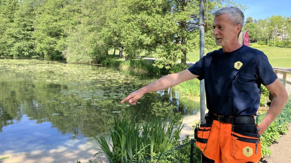 Parkarbetaren Mikael Nilsson står framför Lötsjön och pekar ut var han hittade döda måsar, smittade av fågelinfluensan.