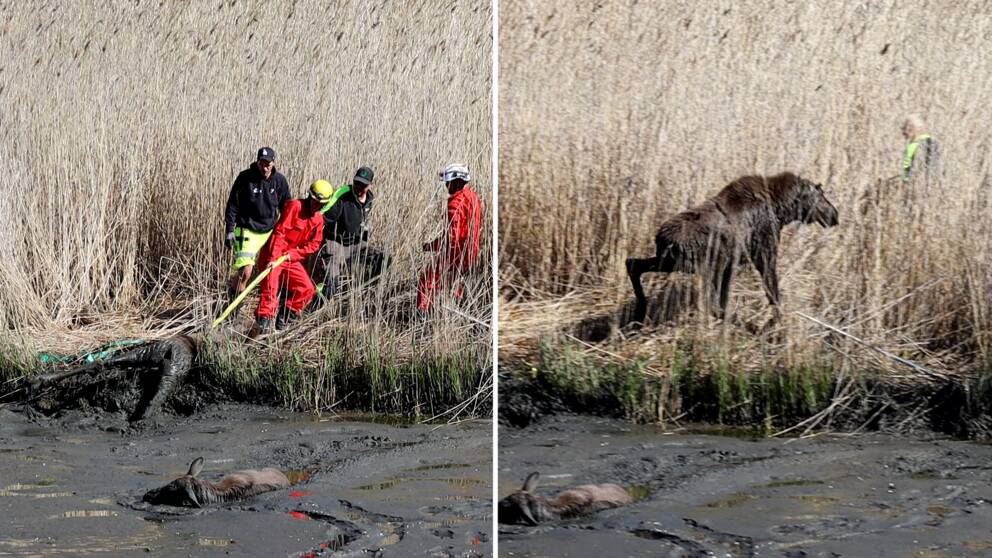 Människor drar upp älg ur lera.