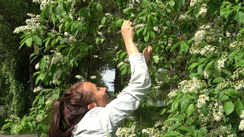 Kvinna drar ner vita blommor från en hägg som hon ska äta.
