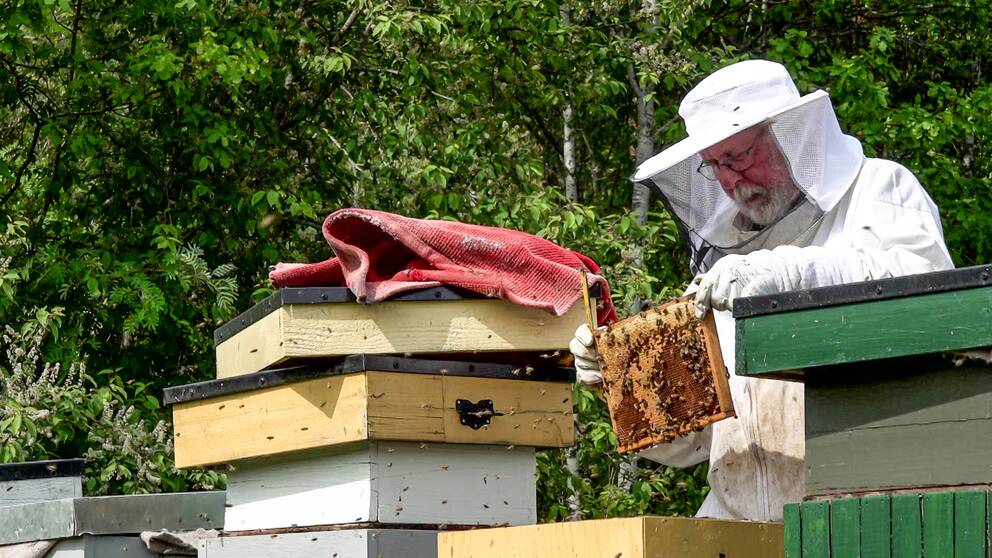 En bild på en man, Rolf Svensson, med en vit biodlardräkt på sig som står vid en bikupa.