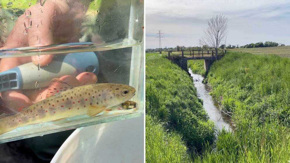 En öring i ett litet akvarium till vänster i bild. Till höger bild på Bollerupsån mellan två åkrar i Tomelilla kommun.