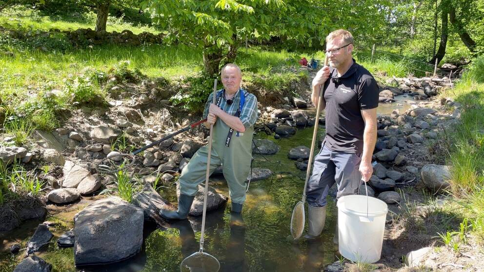 Mikael Svensson från SLU Artdatabanken och Fredrik Lundblad naturvårdare står i Hallabäcken med elfiskeutrustning.
