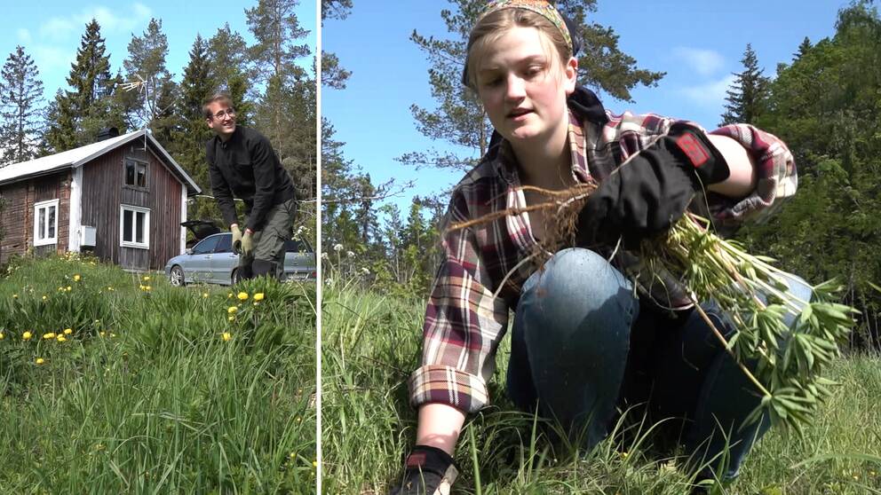 Två ungdomar som rensar lupiner. På landet i Söråker, Timrå kommun bor dem.