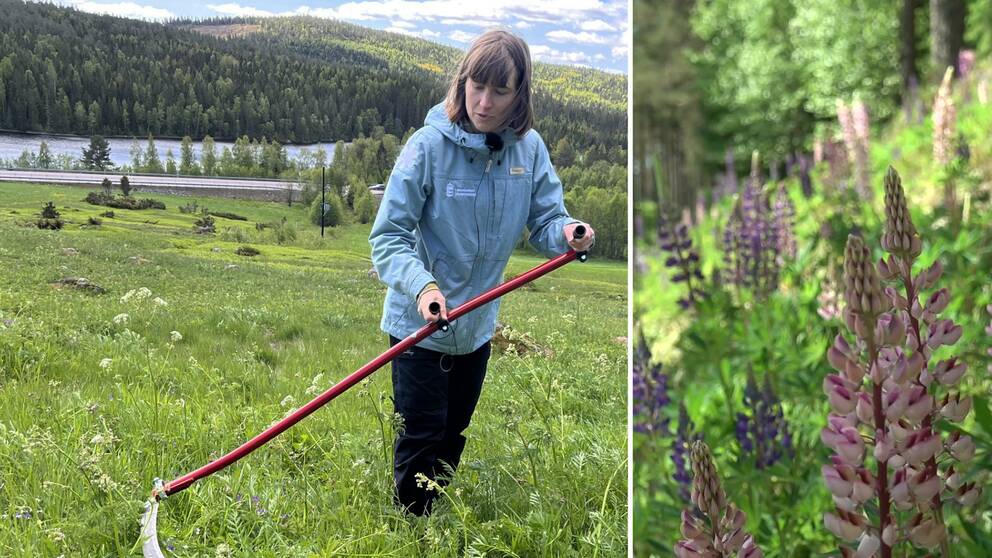 Lidängen i Kramfors kommun, Tove från länsstyrelsen med lie