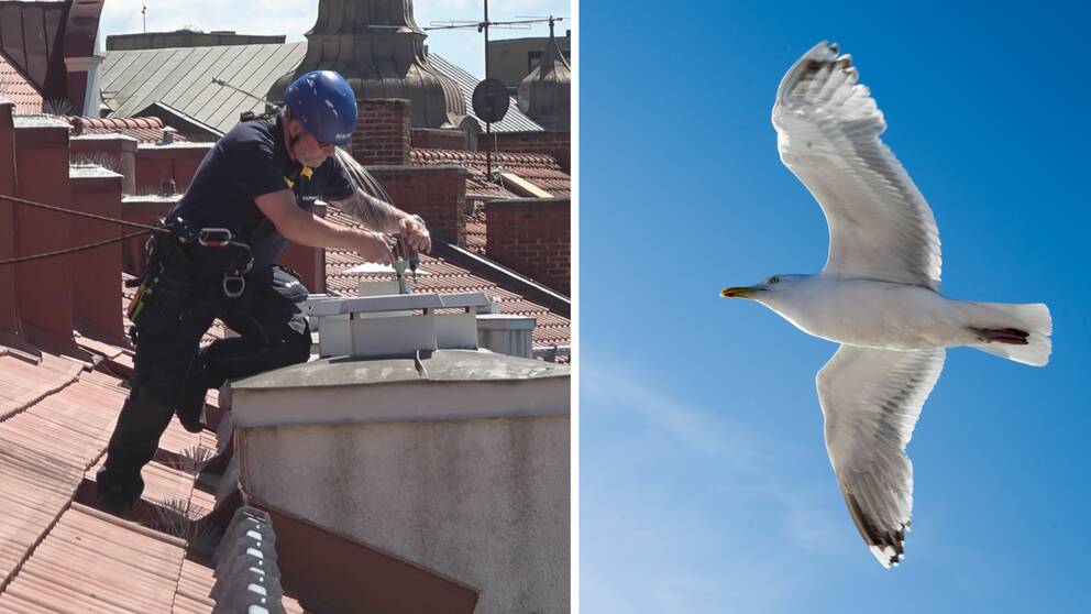 Delad bild. till vänster en saningerstekniker på ett tak i Malmö. Till höger, en flygande fiskmås.