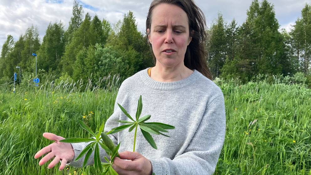 Naturvårdaren Marlene Olsson står i en gräsbeklädd backe full med lupiner. I videon förklarar hon varför det är viktigt att bekämpa växten.
