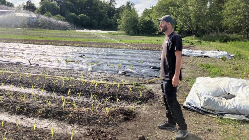 Trädgårdsmästaren Ossian Tidblom, svart t-shirt och svart keps, står på sin odlingsmark i Ytterjärna och berättar.