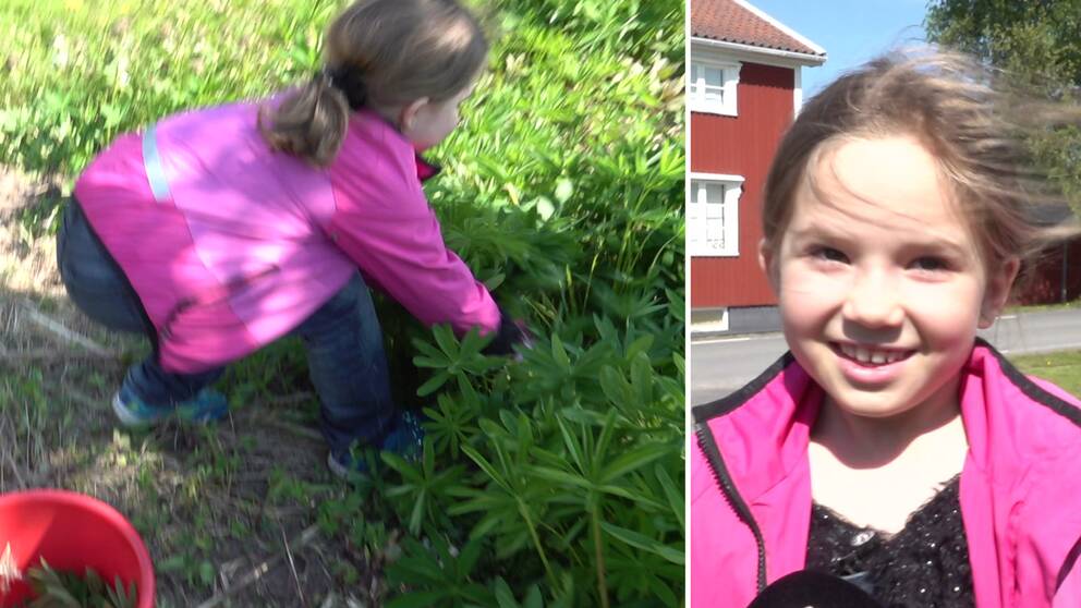 en flicka med rosa jacka som jobbar med att rycka upp växter  – till höger en porträttbild på samma flicka