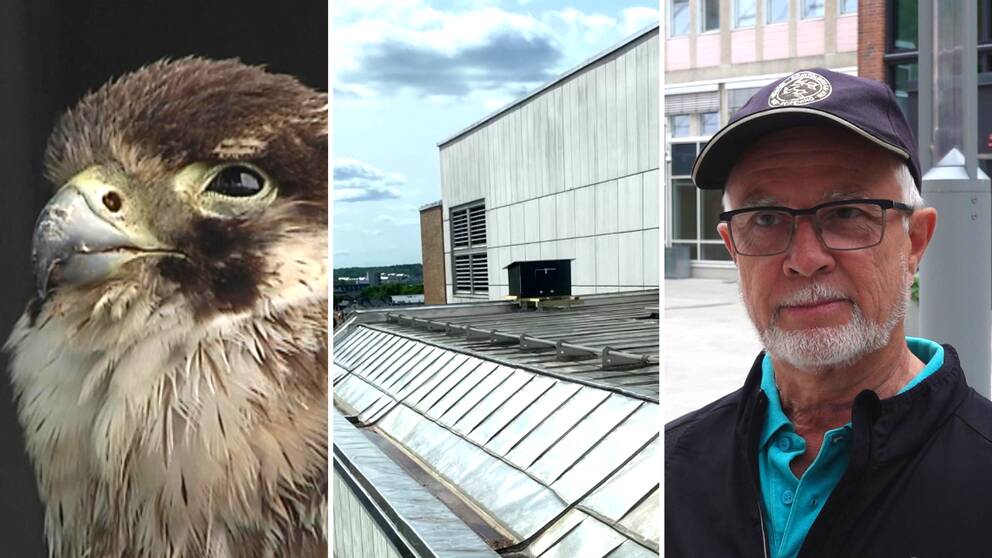 Tredelad bild. Till vänster en rovfågel, i mitten en stor fågelholk och till höger Ronnie Lindqvist, ordförande för Närkes ornitologiska förening.