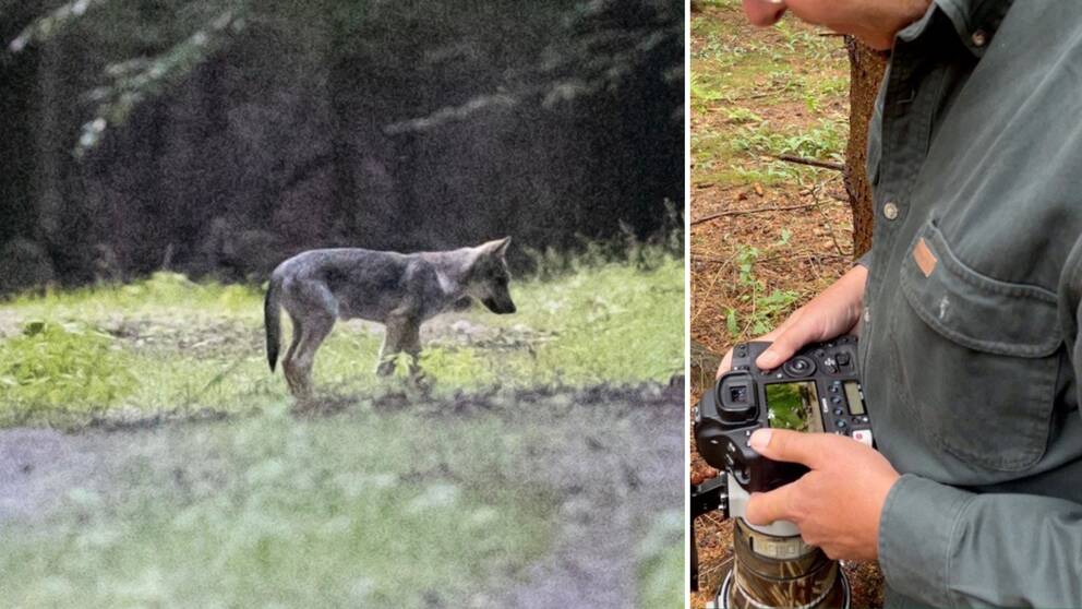 Vargvalp på Söderåsen