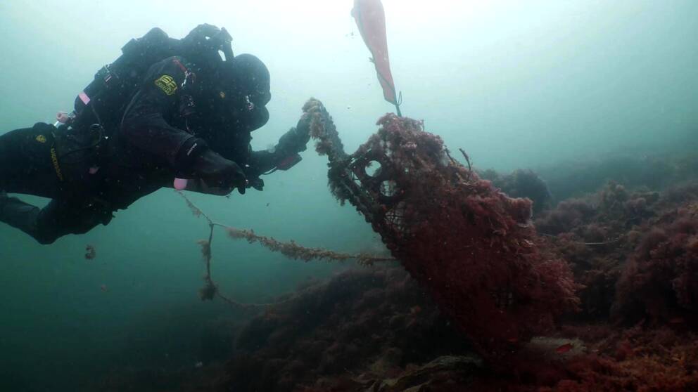 En dykare under vattnet som tar upp en gammal hummertina.
