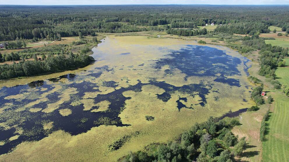Björkesjön utanför Igelfors täcks av 73 hektar sjögull, drygt 60 procent av sjöns yta. Se mer i videon.