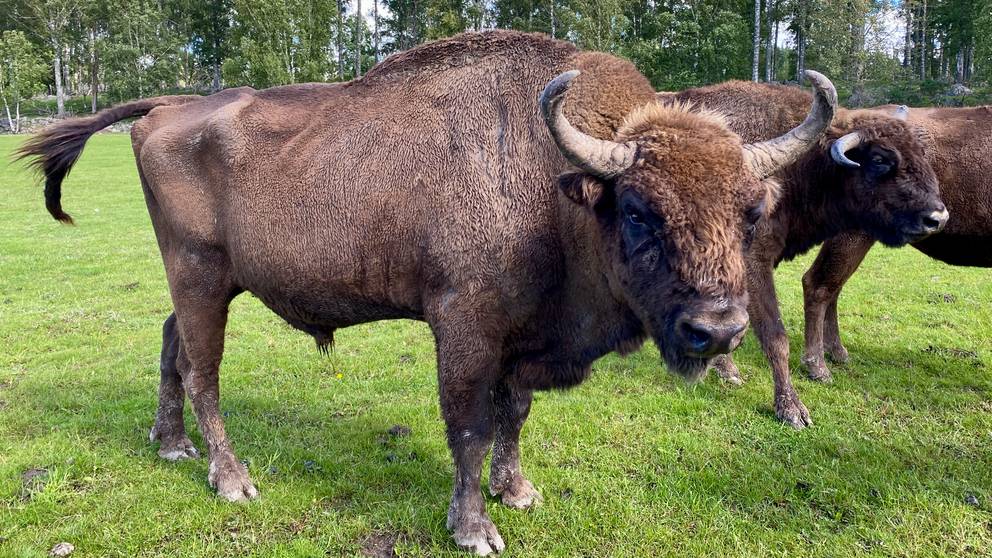 3 frågor om: Visenten – så är den europeiska bisonoxen som snart kan gå ...