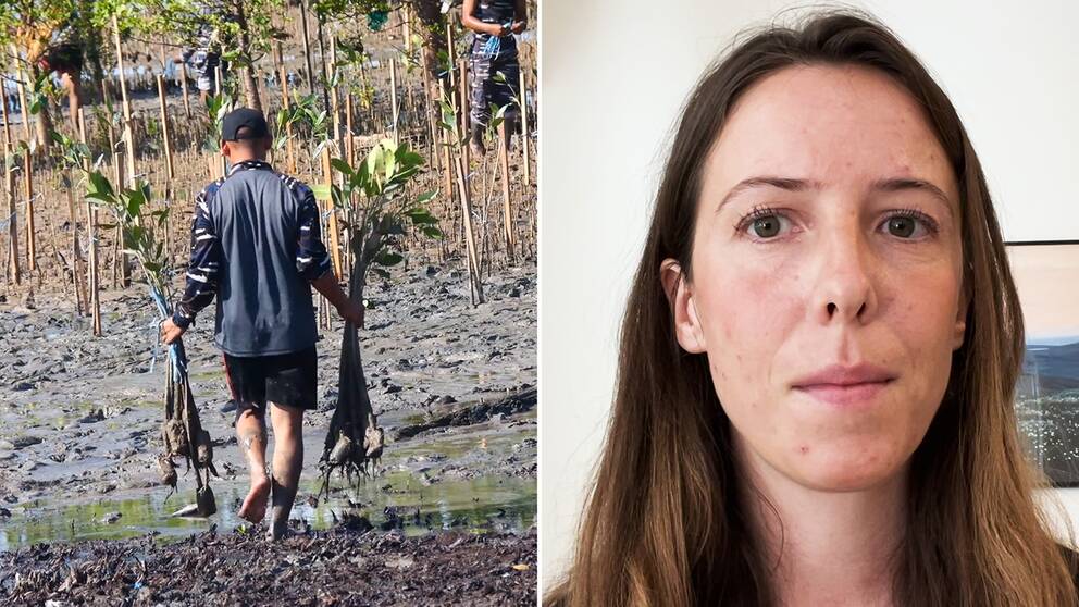 Montage med porträtt av forskaren Sara Löfqvist och en man som planterar träd