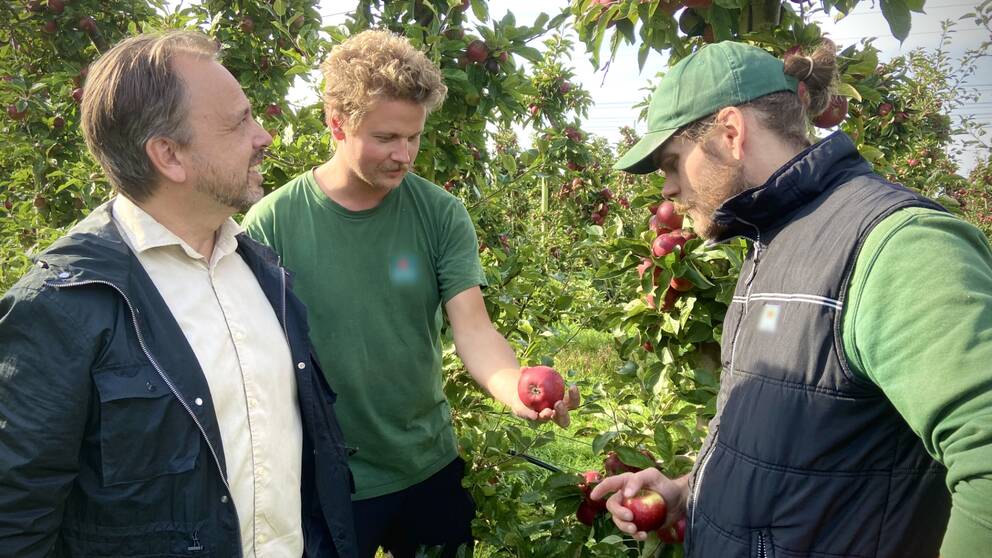 Tre män i en äppleodling.