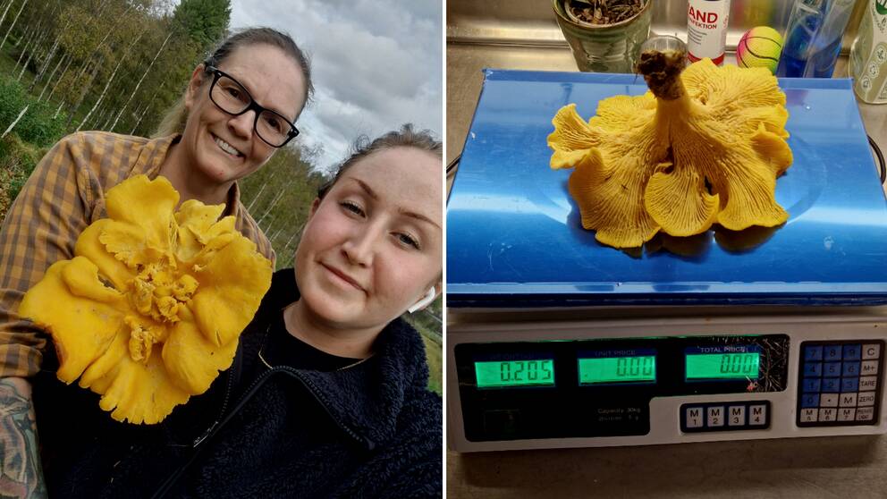 En tvådelad bild. Till vänster två kvinnor som håller i en jättestor kantarell. Till höger en våg där kantarellen vägs, vågen visar 205 gram