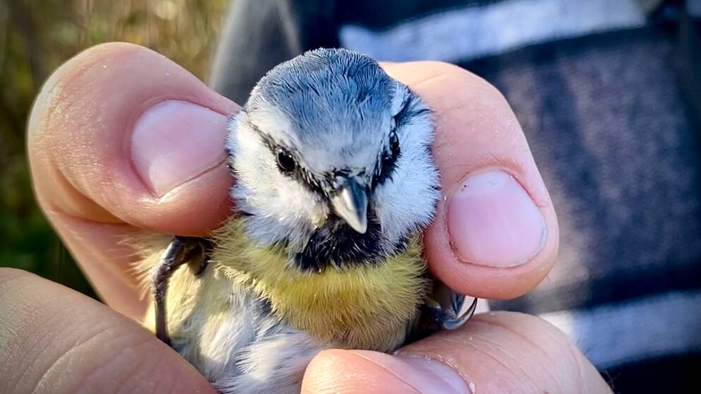 Blåmes – Cyanistes caeruleus.